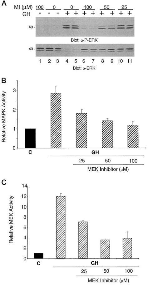 The MEK Inhibitor PD098059 Attenuates GH Induced Activation Of ERK1 And