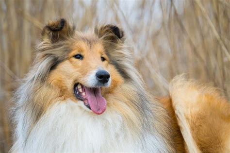 Perros De Pelo Largo 10 Razas Elegantes Que Te Conquistarán Smylepets