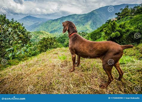 Blue Mountains of Jamaica Coffee Growth Place Stock Photo - Image of ...