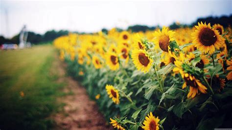 Top 999+ Sunflower Field Wallpaper Full HD, 4K Free to Use