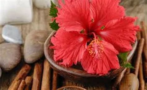 Hibiscus Flower Extract Powder Packaging Size 25 Kg At Rs 600 Kg In Greater Noida