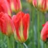 Tulipa Red Alert Buy Plants At Coolplants