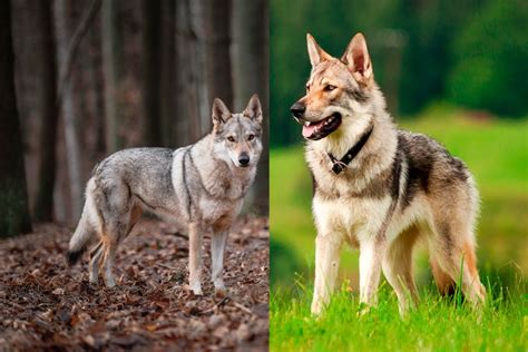 Cu Ntos Cachorros Puede Tener Un Perro Lobo De Saarloos Blog De