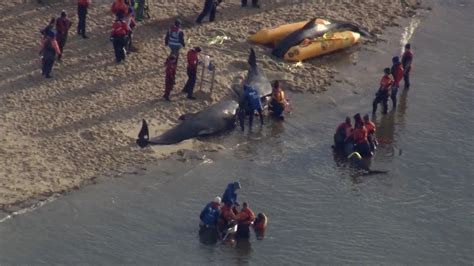 Así fue el heroico rescate de un grupo de ballenas varadas en las