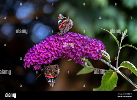 Two Red Admiral Butterflies On A Buddleia Flower Stock Photo Alamy