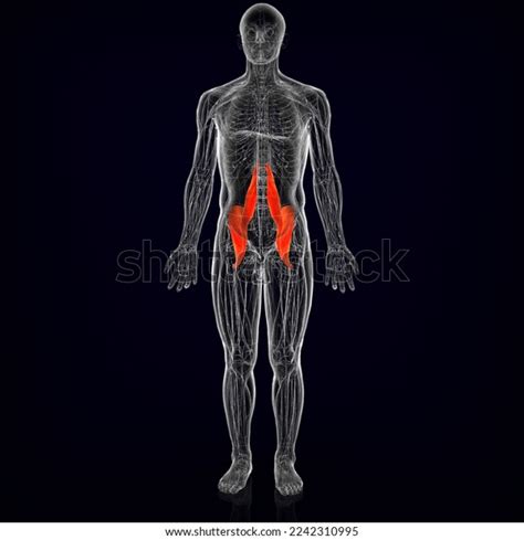 Human Iliopsoas Muscle Muscles Anatomy Medical Stock Illustration ...