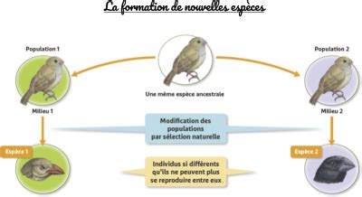 Séquence 4 Lévolution César Sciences