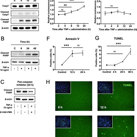 TNF α induced apoptosis in primary rat myoblasts a Western blot