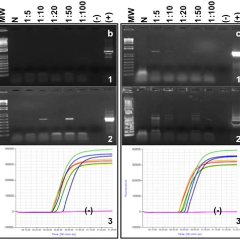 A Qrt Pcr Standard Curve For Cpn60 Targeted Sbgp Detection Assay Pcr