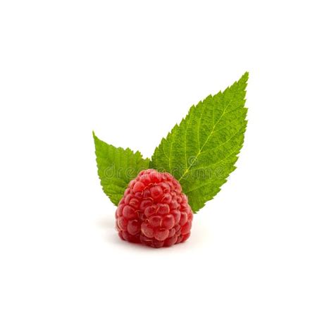 Photo Of Fresh Red Raspberry With Leaves Isolated On White Background