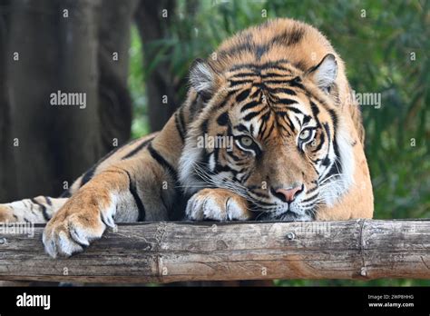 A Tiger Resting On A Log With Paws Draped Over Stock Photo Alamy