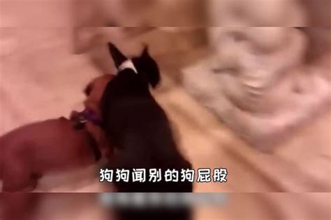 为什么遛狗的时候，很多狗狗见面要互相闻屁股？狗狗屁股时候