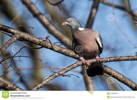 Pombo Torcaz Comum Pombo Torcaz Palumbus Do Columba Foto De Stock