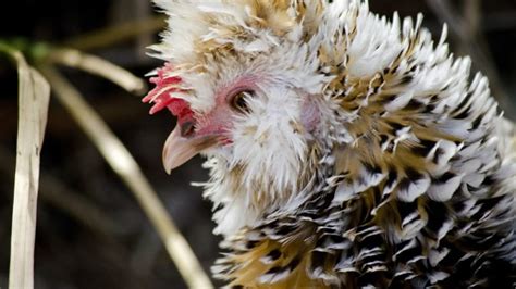 Frizzle Chicken Breed Guide Origin Weight Meat Egg Production And More