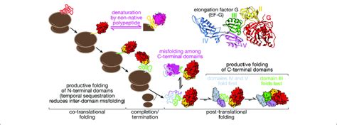 Folding Pathway Of Elongation Factor G Ef G Ef G Is A Five Domain