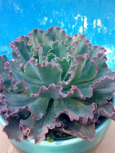 Echeveria Shaviana Pink Frills Pink Frills Echerveria World Of