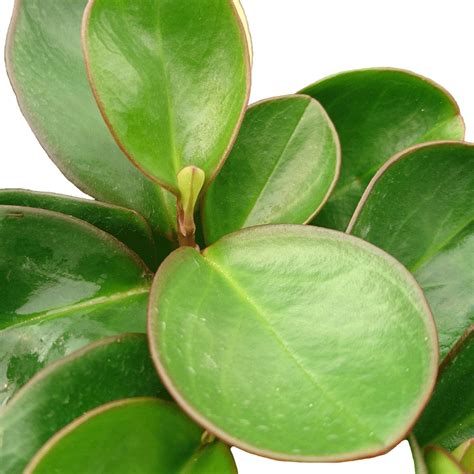 Peperomia Succulents Unlimited Bv