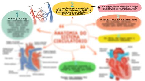 Solution Mapa De Anatomia Do Sistema Circulat Rio Studypool