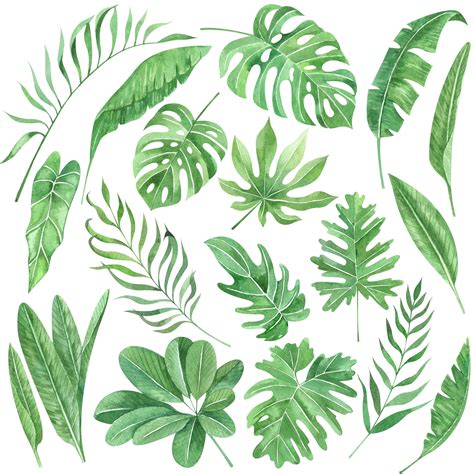 Watercolor Tropical Floral Illustration Leaves