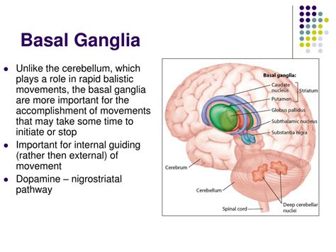 Basal Ganglia Role