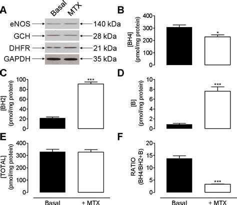 Figure 3 From Critical Role For Tetrahydrobiopterin Recycling By