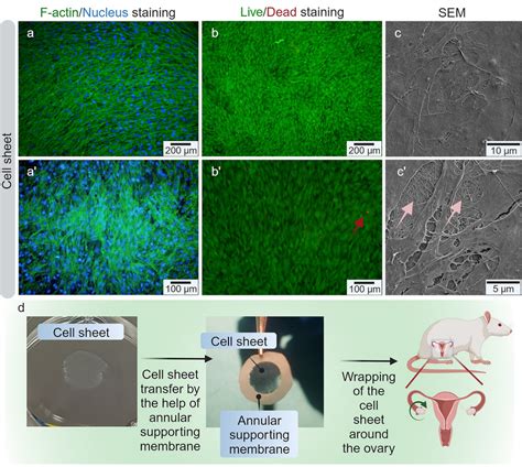 a Immunofluorescence staining photographs of AdMSCs sheets (20× , scale ...