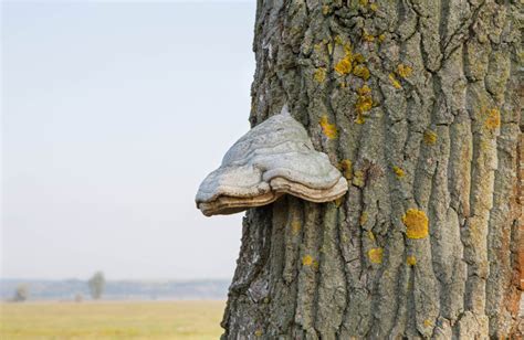 fungal tree pests  star tree services