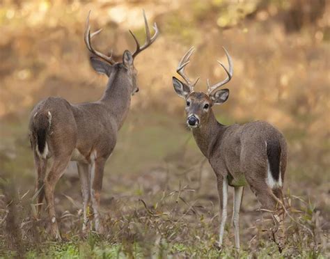 The Best Guide For Indiana Hunting Seasons 2018 - 2019, Know It All!