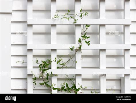 Young Ivy Vine Climbing Up A White Wooden Trellis Stock Photo Alamy