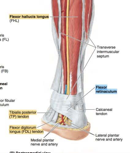 Lower Limb Flashcards Quizlet