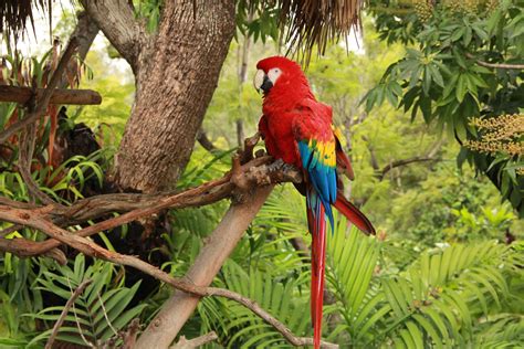 Tropical Rainforest Parrot Flickr Photo Sharing