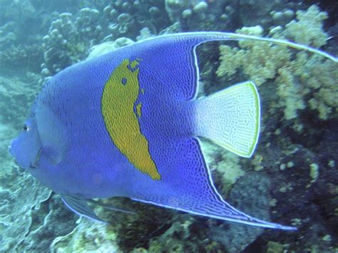 Angelfish Wallpapers Wallpaper Cave