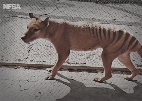 Thylacine Tasmanian Wolf Tasmanian Tiger 55 Off