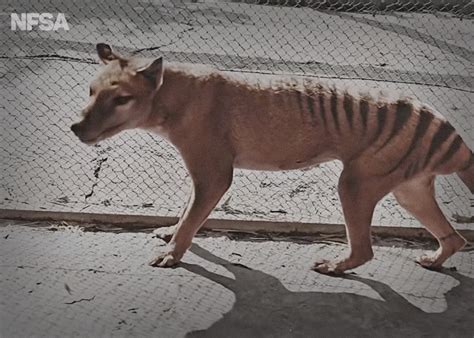 Thylacine Tasmanian Wolf Tasmanian Tiger