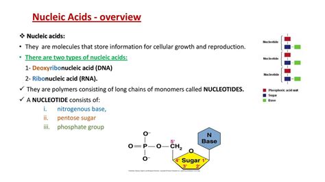 5 Nucleic Acids Lecture Ppt Download