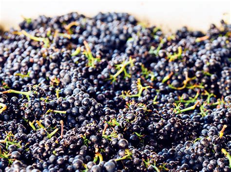 What Is Carbonic Maceration And Why Do We Love It So Much Verve Wine