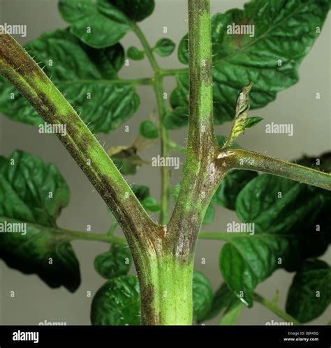 Lista Foto Cultivo Del Tomate Al Aire Libre Cena Hermosa