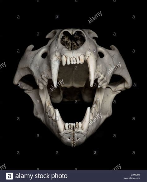 Skull of lion (Panthera leo) in front of black background Stock Photo ...