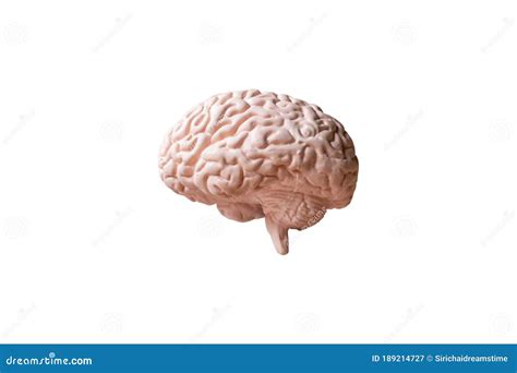 Modelo Anatómico De Cerebro Humano Sobre Fondo Blanco Imagen de archivo