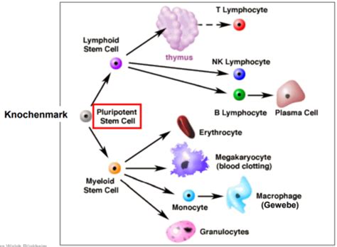 Immunologie Karteikarten Quizlet