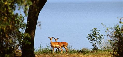 1 Day Impala Park Tour Kisumu