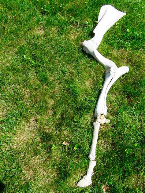 Dem Bison Bones State Historical Society Of North Dakota Blog