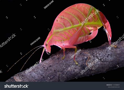 Rare Pink Katydid Sabah Eulophophyllum Lobulatum Stock Photo 1147389857