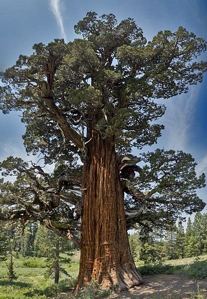 Classifica Alberi Pi Vecchi Del Mondo