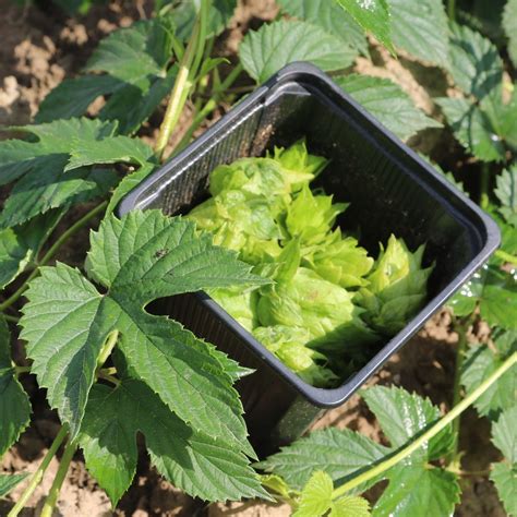 Le houblon dans la bière son rôle ses vertus et ses variétés