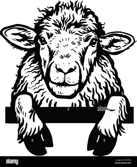 Peeking Sheep Head Hand Drawn In A Graphic Style Vintage Vector