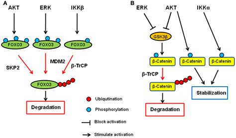 Regulation of FOXO3 and β catenin by AKT ERK and IKK signaling