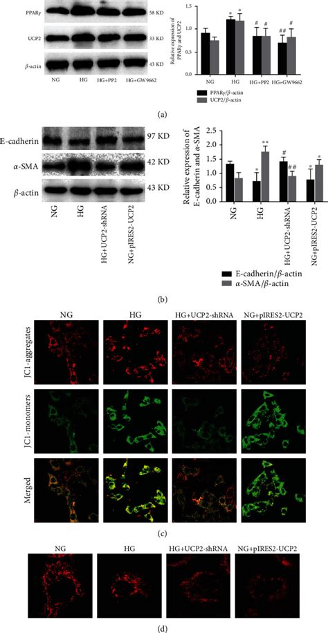 Normal Renal Epithelial Cells Hk 2 ATCC Bioz