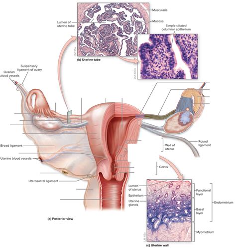 Diagram Of Female Reproductive Labelling Quizlet