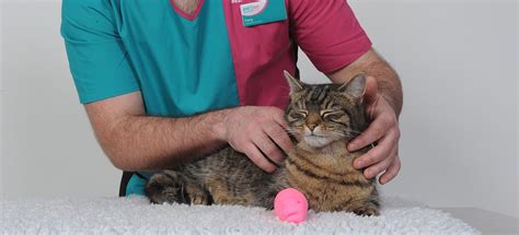 How To Become A Vet Nurse Pdsa